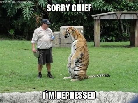 Important Tiger Memes To Get You Through Today | Funny tiger, Funny ...