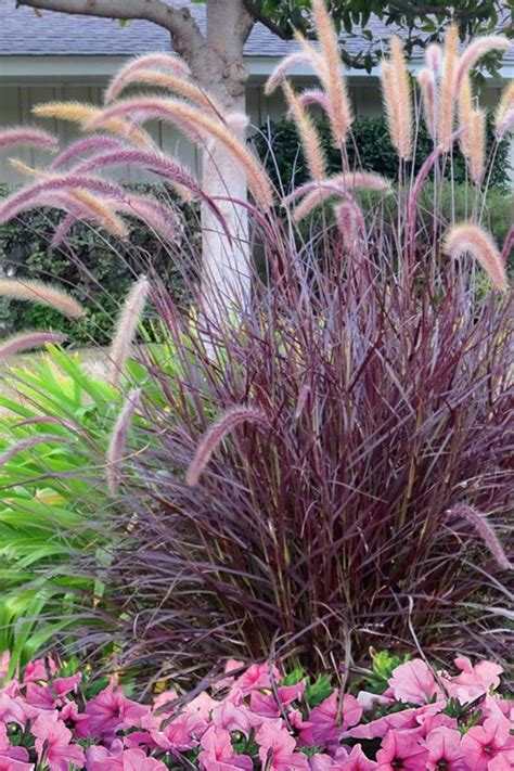 Purple Fountain Grass Fall Color Ornamental 1 Live Plant Clumping Fast Growing Plants - Etsy ...