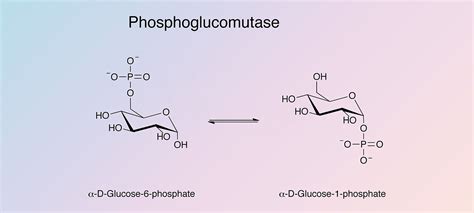 Phosphoglucomutase - Worthington Enzyme Manual | Worthington Biochemical