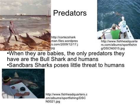 Sandbar Shark Facts