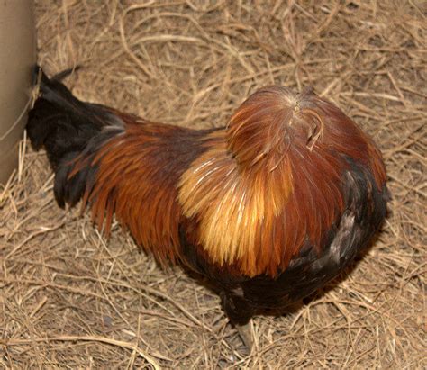 Miracle Mike: The headless chicken that lived for 18 months without a head