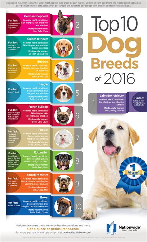 Top 10 Dog Breeds Infographic | Pet Health Insurance & Tips