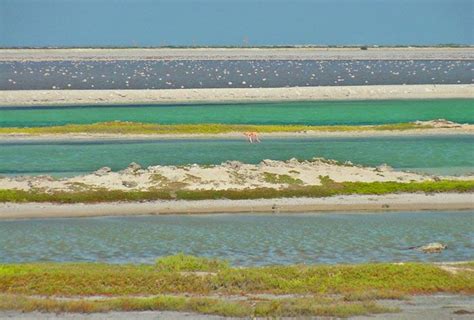 Cargill salt ponds, Bonaire Salt Ponds, Social Art, Bonaire, Natural ...