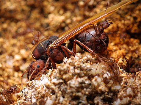 In sexual conflict, ant queens prevail in evolutionary arms race | News