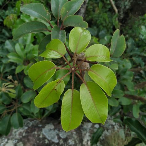 Types de feuilles composées | Happy Botanist | Natuurondernemer