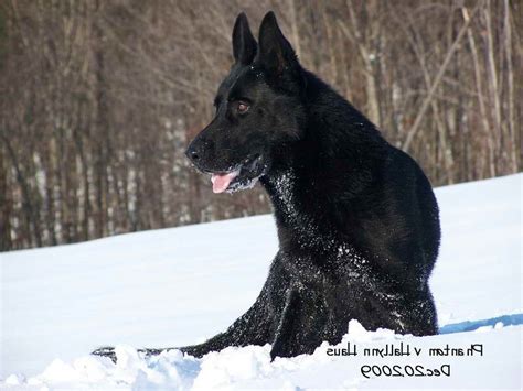 All Black German Shepherd Breeders