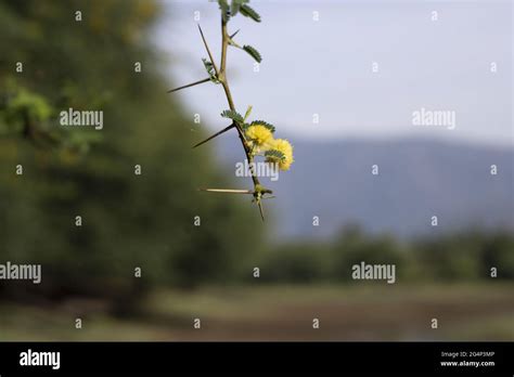 Closeup shot of flowers of Vachellia Nilotica, Acacia Nilotica, Babhul ...