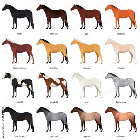 Vector collection of various horse coats colors - black, bay, chestnut, palomino, cremello ...