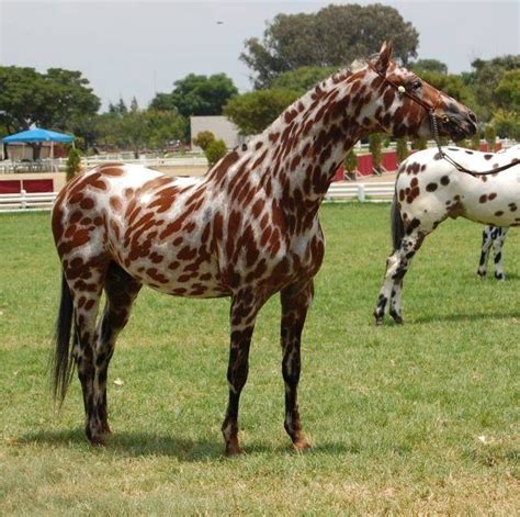 Appaloosa ~ Detailed Information | Photos | Videos