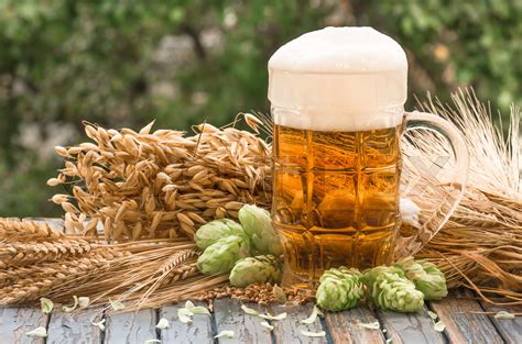 Beer malt hops, background | Stock image | Colourbox