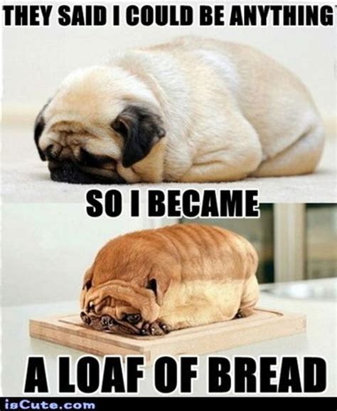 101 Lovable Pug Memes That Are Too Puggin' Cute