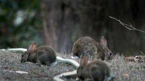 Rabbit control: now is… | Landscape South Australia - Eyre Peninsula