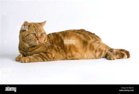 Furry ginger Cat (Felis catus) lying down, looking back, side view ...