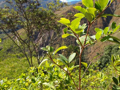 The famous coca plant | rachel sarah says…