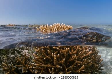 Coral Reef Heron Island Australia Stock Photo 2185000815 | Shutterstock