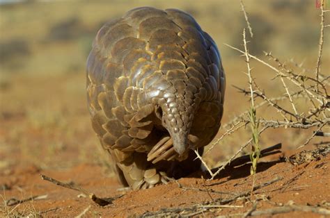 Apakah Sobat Exotic pernah mendengar tentang Trenggiling (Pholidota/Pangolin)? Jika belum, maka ...