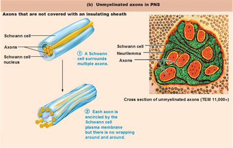 Fundamentals of the Nervous System and Nervous Tissue