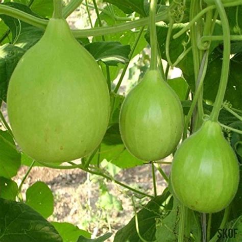 Planthub Bottle Gourd, Round Lauki/Dudhi, Lagenaria Siceraria, Vegetable Seeds - Pack of 30 ...