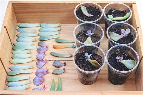 How to Grow Succulents from Leaves and Stem Cuttings