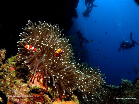 Bohol Panglao Diving in Bohol Beach Club, Arco Point & Ha...