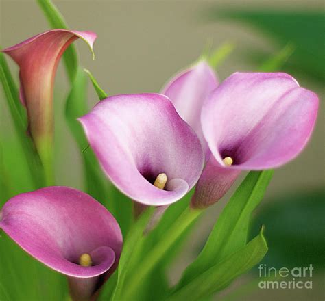 Soft Pink Calla Lilies Photograph by Byron Varvarigos