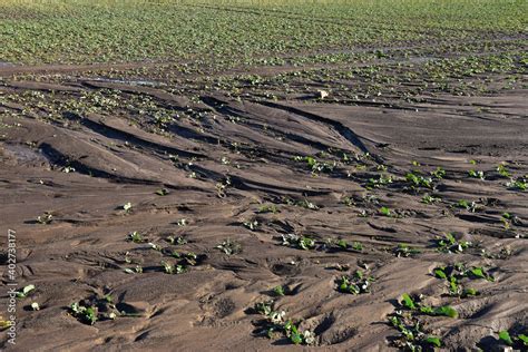 Soil erosion agriculture damage on field plants Stock Photo | Adobe Stock