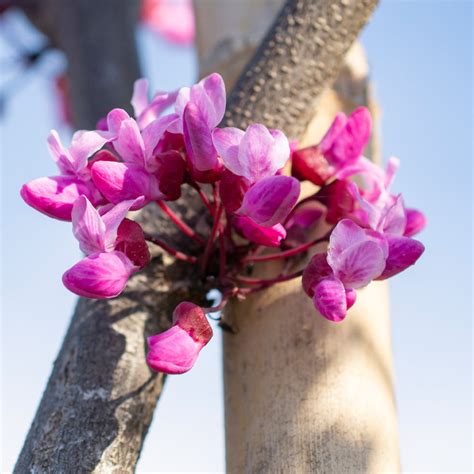 Flame Thrower® Redbud Trees for Sale | BrighterBlooms.com