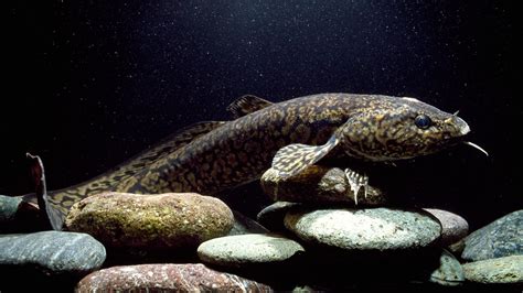 BBC Radio 4 - Natural Histories, Burbot - 10 fishy facts about burbots