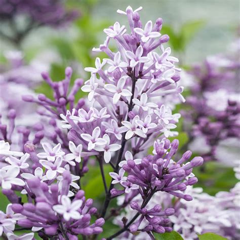 Korean Lilac Trees for Sale | BrighterBlooms.com