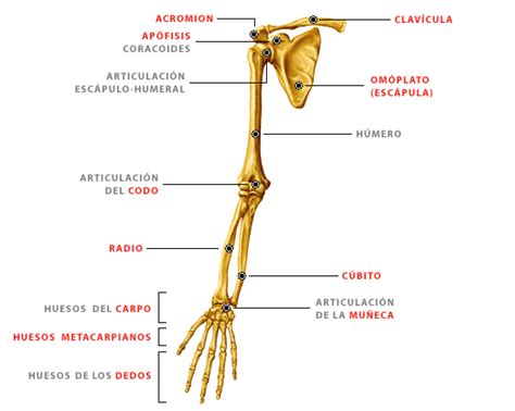 Biología y Laboratorio: EXTREMIDADES SUPERIORES