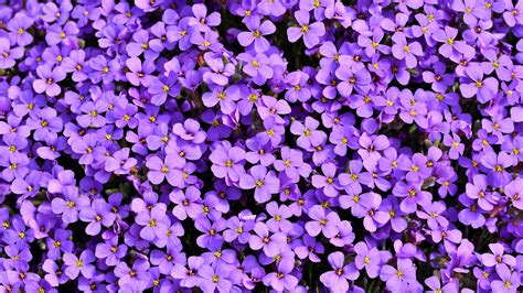 Download Aubrieta Purple Flower Plant Nature Flower 4k Ultra HD Wallpaper