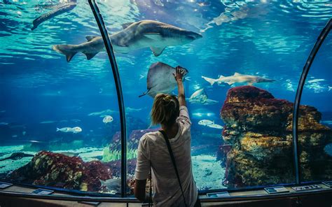 Barcelona Aquarium Tickets | Book Your Skip The Line Mobile Tickets