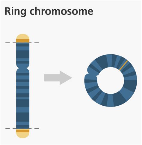 Ring Chromosome, HD Png Download - kindpng