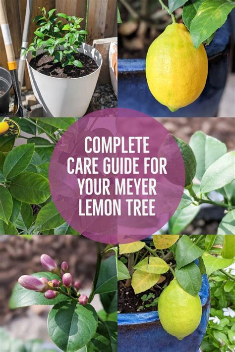 Meyer Lemon Tree Care: Growing a Meyer Lemon Tree in a Pot