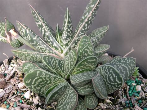 Gasteria liliputana - Dwarf Gasteria | Succulents, Planting succulents, Plants