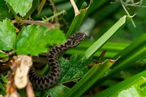 British Wildlife Centre ~ Keeper's Blog: Baby Adders