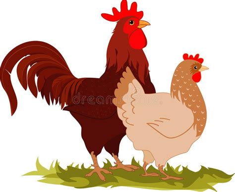 Hen and rooster. Cartoon vectorial illustration of a hen and a rooster , #Aff, #Cartoon, # ...