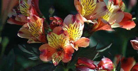 Alstroemeria Care Guide: How To Grow Alstroemeria | DIY Garden