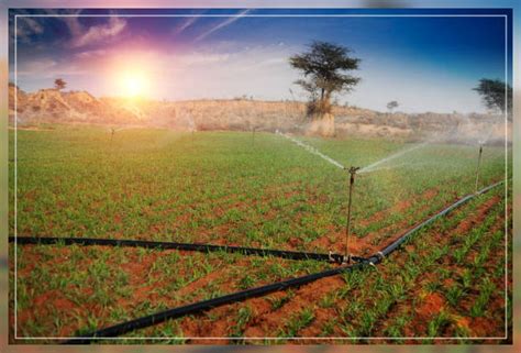 Importance of Sprinkler System - Al Ardh Alkhadra