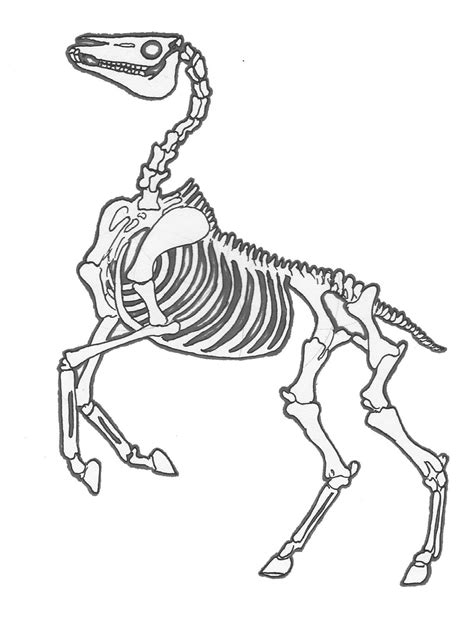 horse skeleton | Skeleton drawings, Horse drawings, Animal skeletons