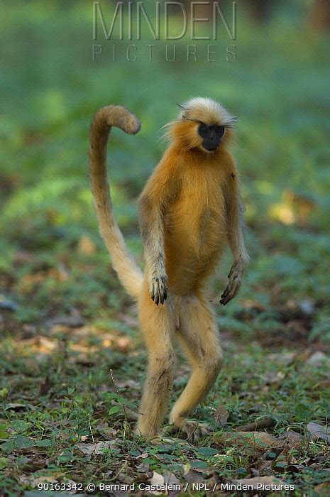 Golden Langur stock photo - Minden Pictures