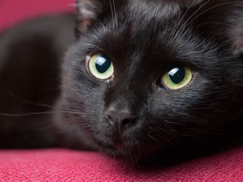 El gato negro una superstición - Saludiaria