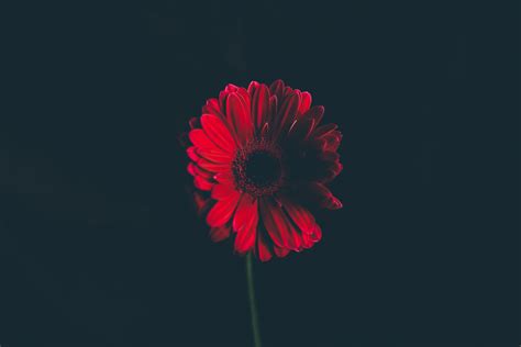 4K, Red Daisy, HD Wallpaper | Rare Gallery