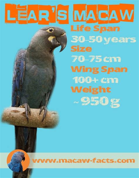 Lear's Macaw - life span, size, weight, wing-span - Macaw Facts