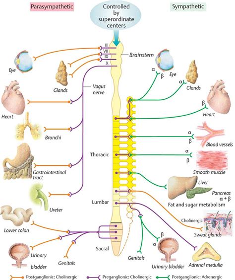 Sympathetic Preganglionic Fibers Release Which Neurotransmitter