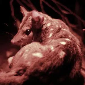 Western Quoll - Facts, Diet, Habitat & Pictures on Animalia.bio