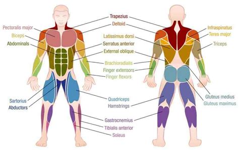 Quel muscle pour quel exercice ? - Guide musculation & fitness