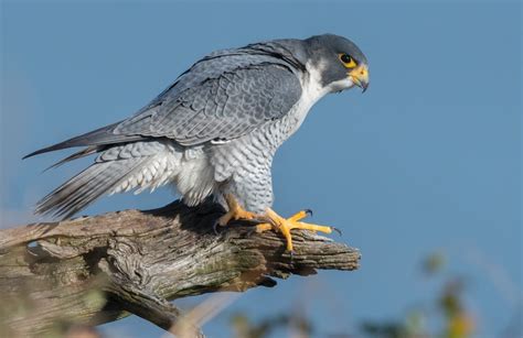 10 Types of Birds of Prey (With Pictures) - Optics Mag