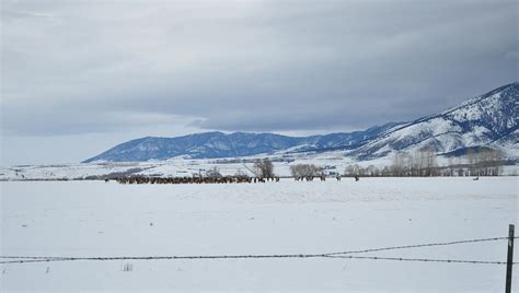 Sunny Days: Elk Country Montana