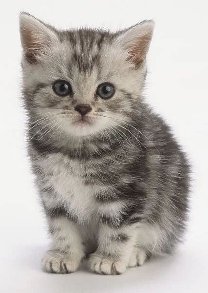 Grey kitten with tabby markings and blue eyes, sitting